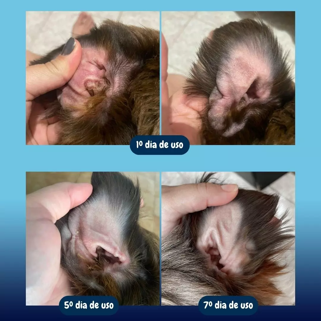 O Uso do Blend Fitoterápico Biologis para Otite Canina: Um Caso de Sucesso com o Theo!